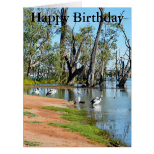Pelicans Sunbaking River Murray, Big Birthday Card