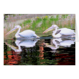 Pelicans Swimming in a Lake