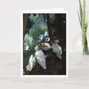 Pelicans Talking 1 - Water colour - Greeting Card