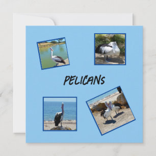 Pelicans The World Coolest Bird Four Photo Frames,
