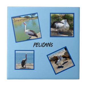 Pelicans The World Coolest Bird Four Photo Frames, Ceramic Tile