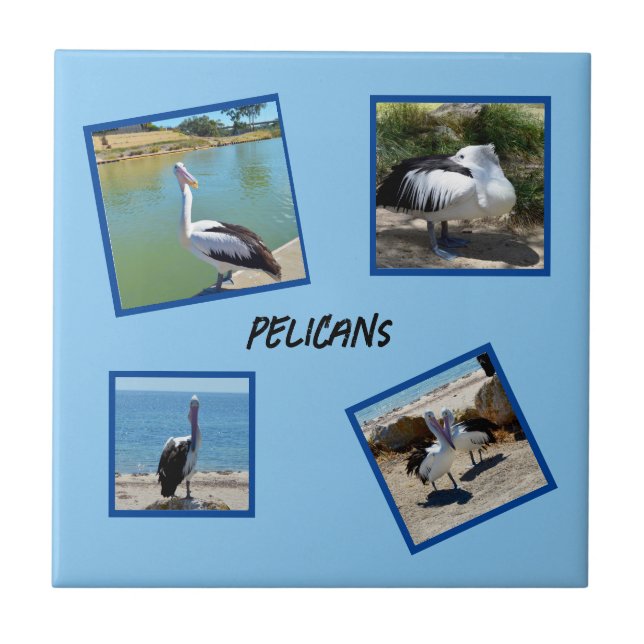 Pelicans The World Coolest Bird Four Photo Frames, Ceramic Tile (Front)