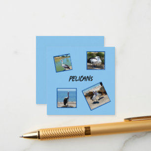Pelicans The World Coolest Bird Four Photo Frames, Enclosure Card