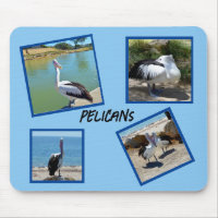 Pelicans The World Coolest Bird Four Photo Frames,