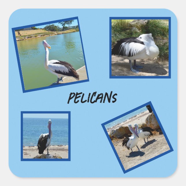 Pelicans The World Coolest Bird Four Photo Frames, Square Sticker (Front)