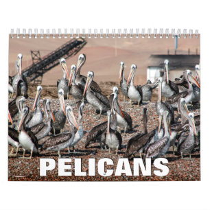 Pelicans Wall Calendar