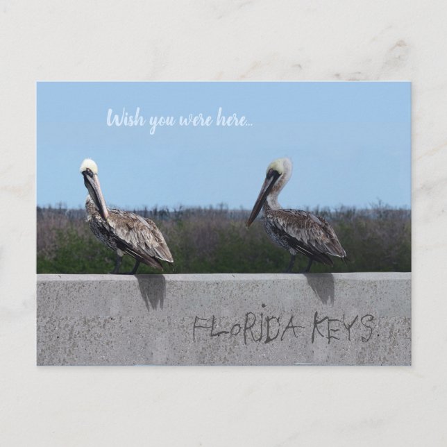 Pelicans (with customisable text) postcard (Front)