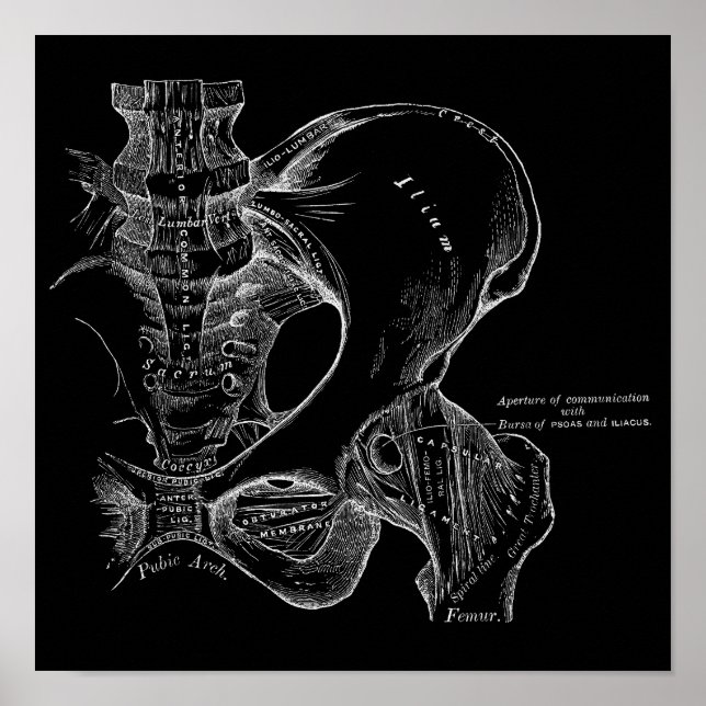 Pelvis Anatomy Science Illustration White on Black Poster (Front)