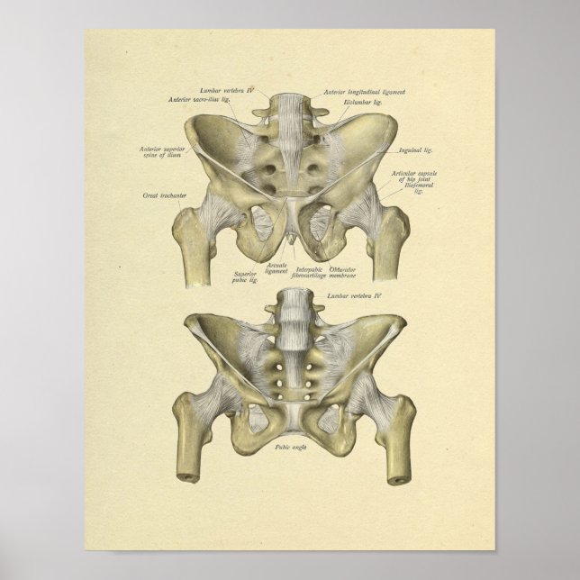 Pelvis Lumbar Joint Anatomy Bones Print (Front)