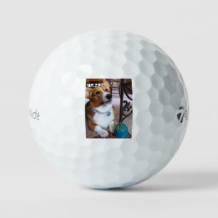 pembroke welsh corgi black and tan with toy golf balls