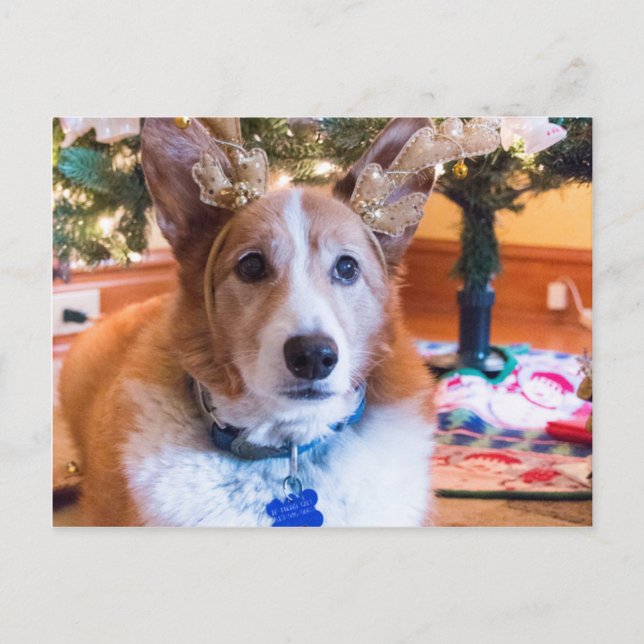Pembroke Welsh Corgi Christmas Holiday Postcard (Front)