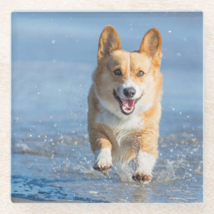 Pembroke Welsh Corgi Dog Running On The Beach Glass Coaster
