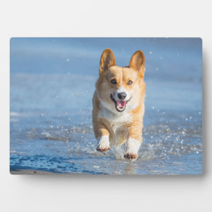 Pembroke Welsh Corgi Dog Running On The Beach Plaque