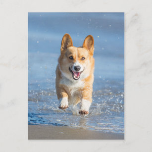 Pembroke Welsh Corgi Dog Running On The Beach Postcard