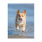 Pembroke Welsh Corgi Dog Running On The Beach