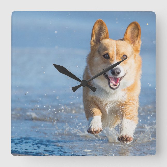 Pembroke Welsh Corgi Dog Running On The Beach Square Wall Clock (Front)