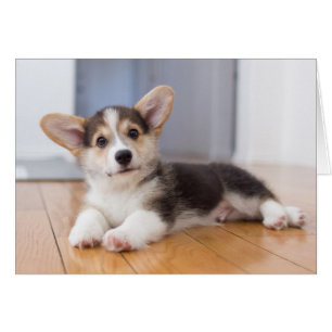 Pembroke Welsh Corgi Puppy