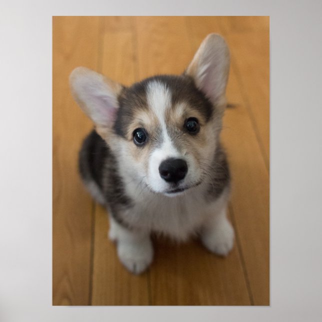 Pembroke Welsh Corgi Puppy 3 Poster (Front)