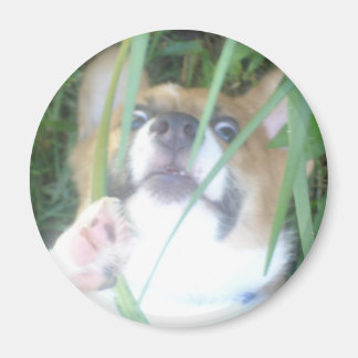 Pembroke Welsh Corgi Puppy Magnet