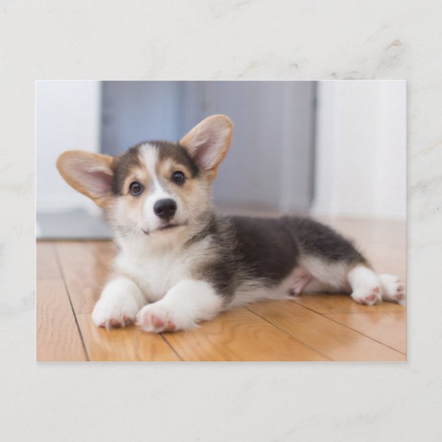 Pembroke Welsh Corgi Puppy Postcard (Front)