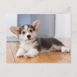 Pembroke Welsh Corgi Puppy Postcard