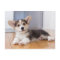 Pembroke Welsh Corgi Puppy
