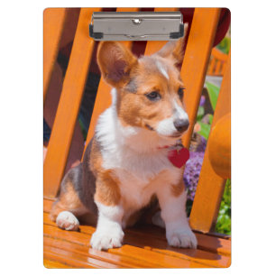 Pembroke Welsh Corgi puppy sitting in park bench Clipboard