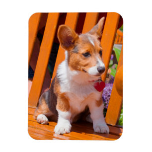 Pembroke Welsh Corgi puppy sitting in park bench Magnet