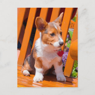 Pembroke Welsh Corgi puppy sitting in park bench Postcard