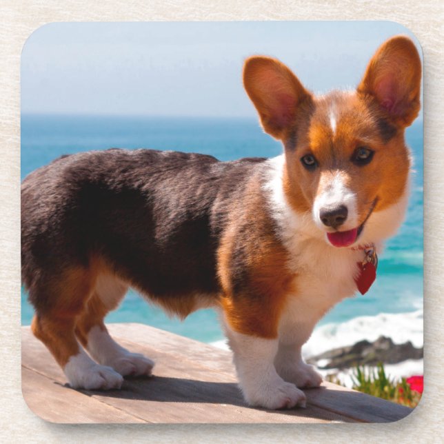 Pembroke Welsh Corgi puppy standing on table Coaster (Front)