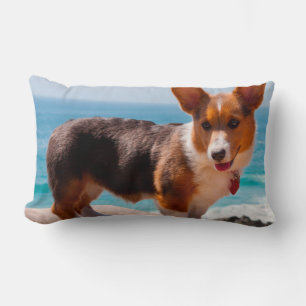 Pembroke Welsh Corgi puppy standing on table Lumbar Cushion