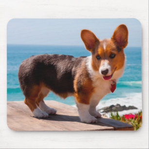 Pembroke Welsh Corgi puppy standing on table Mouse Pad