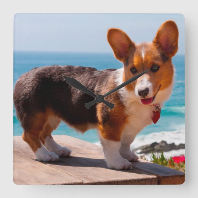 Pembroke Welsh Corgi puppy standing on table Square Wall Clock (Front)