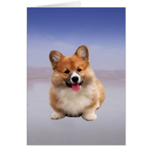 Pembroke Welsh Corgi Sitting On Beach