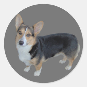 Pembroke Welsh Corgi Soulful Sticker