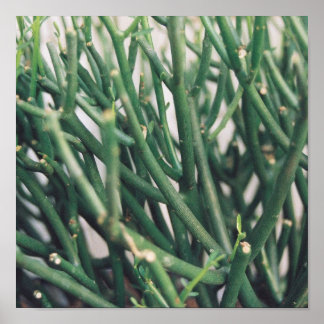 Pencil Cactus - Customised Poster