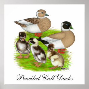 Penciled Call Duck Family Poster