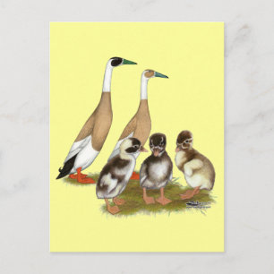Penciled Runner Duck Family Postcard