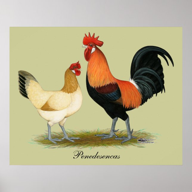 Penedesenca Chickens Poster (Front)