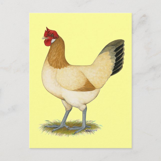 Penedesenca:  Wheaten Hen Postcard (Front)
