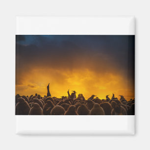 Pengiuns at Sunset Magnet