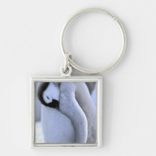 Penguin Antarctic Peninsula, Weddell Sea Key Ring
