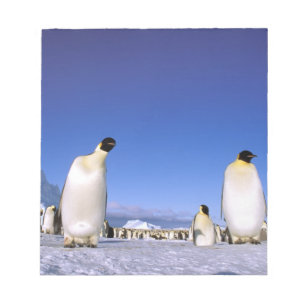 Penguin Antarctica, Antarctic Peninsula Notepad