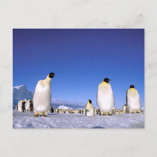 Penguin Antarctica, Antarctic Peninsula Postcard