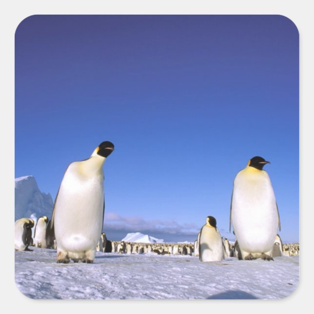 Penguin | Antarctica, Antarctic Peninsula Square Sticker (Front)