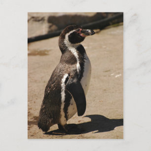 Penguin at Blairdrummond Postcard