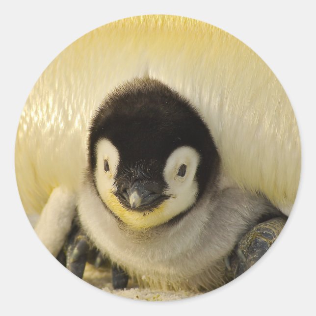 Penguin baby classic round sticker (Front)
