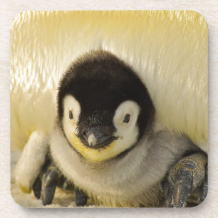 Penguin baby coaster