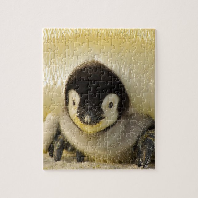 Penguin baby jigsaw puzzle (Vertical)