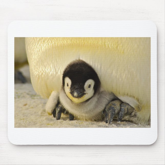 Penguin baby mouse pad (Front)
